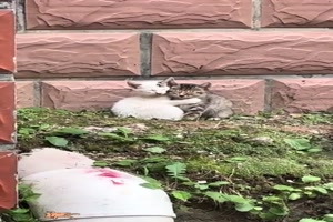 Mde-Katzen.mp4 von Ida-1969