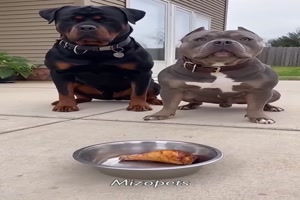 Das-kommt-berraschend.mp4 von Felia-1998