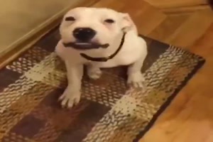 Hunde-lcheln.mp4 von Leonora64