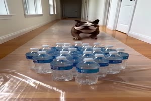 Lustiger-Hund.mp4 von Leonora64