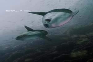 Besondere-Kreaturen.mp4 von Jannik-22