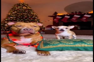 Halt-die-Schnauze.mp4 von Tarik1967