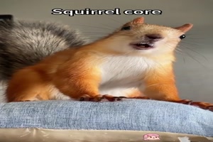 Gerusche-von-Eichhrnchen.mp4 von Benno-2011