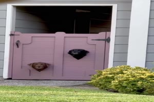 Wachhunde.mp4 von Carlo2006