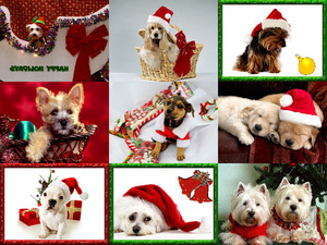 Weihnachtshunde.ppsx von Felia-1998