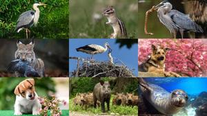 Animals-131.ppsx von Dorota