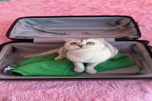 Katze gibt nicht auf