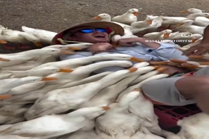 Ziemlich-viele-Gnse.mp4 von Leonora64