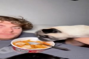 Hungrige-Hunde.mp4 von Ida-1969