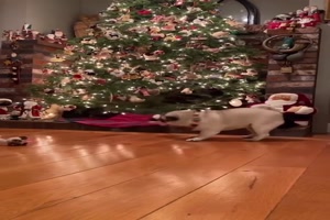 Der-Mops-und-der-Anhnger.mp4 von Ida-1969