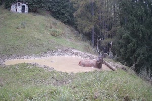 Er-fhlt-sich-wohl.mp4 von Ida-1969