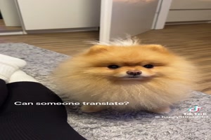 Kann das jemand �bersetzen?