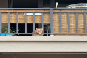 Balkon-Katzen
