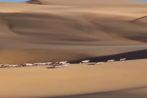 Tiere-in-der-W�ste.mp4 von Bastian