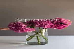 Blumen-f�r-jeden-Monat.mp4 von Bela