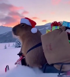 Capi-als-Weihnachtsmann.mp4 von Schneeflittchen