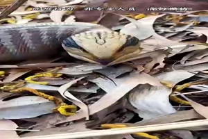 Interessante-Tiere-im-tropischen-Regenwald.mp4 von Benno-2011