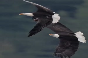 Flugk�nstler.mp4 von Bela