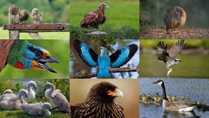 Birds-30.ppsx von Dorota