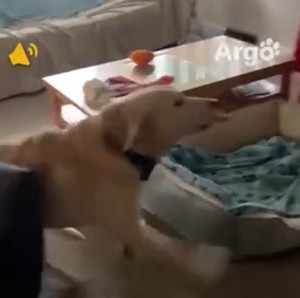 So-sieht-wahre-Freude-aus.mp4 von Jannik-22