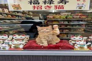 Lustige-Winkekatze.mp4 von Bastian