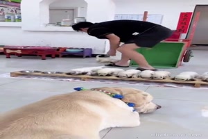 Der-Nachwuchs-wird-gef�ttert.mp4 von Tarik1967