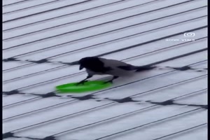 Lustiger-Vogel.mp4 von Felia-1998