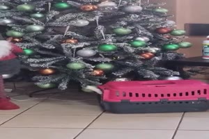 Sogar-aus-der-Box-noch-ein-kleiner-Zerst�rer.mp4 von Jannik-22