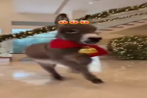 Lustiger-kleiner-Esel.mp4 von Caroline