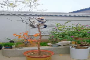 Typisch-Katzen.mp4 von Caroline