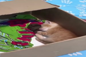 K�tzchen-nimmt-das-V�gelchen-auf.mp4 von Zauberfee