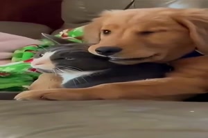 Wenn Hund und Katze Freunde sind