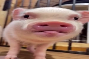 Gl�cksschweinchen f�rs neue Jahr