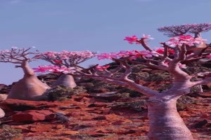 Tolle-Natur.mp4 von Schneeflittchen