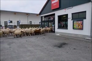 Erst-mal-zu-Penny.mp4 von Clarissa