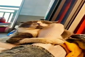 Lustige-Katzen.mp4 von Mattis