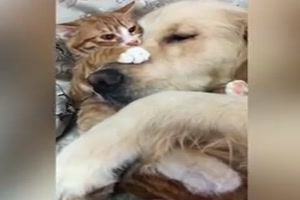 Tierische Freundschaft