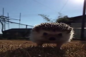 Super Video von einem Igel