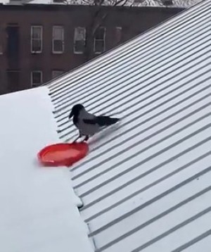 Lustiger-Vogel.mp4 von Mattis