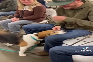 Hunde-suchen-sich-einen-Menschen-aus.mp4 von Lucie37