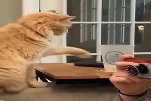 Katzen-eben.mp4 von Carlo2006