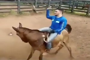 Ein-Pferd-gibt-nicht-so-schnell-auf.mp4 von Gregor