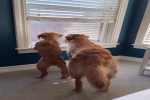 Hunde-Freunde.mp4 von Gregor