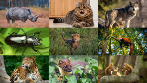 Animals-136.ppsx von Dorota