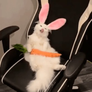 Komischer-Hase.gif von Kurt1978