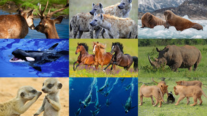 Animals-137.ppsx von Dorota