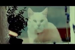 Katze-allein-zuhaus.mp4 von Carlo2006