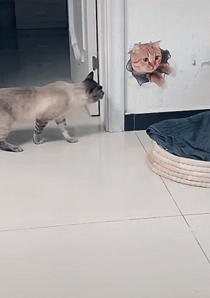 wer-bist-du-denn?.gif von Tarik1967