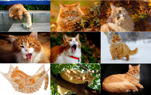 Rote-Katzen.ppsx von Queen92