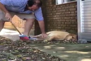 Hund bleibt gem�tlich liegen